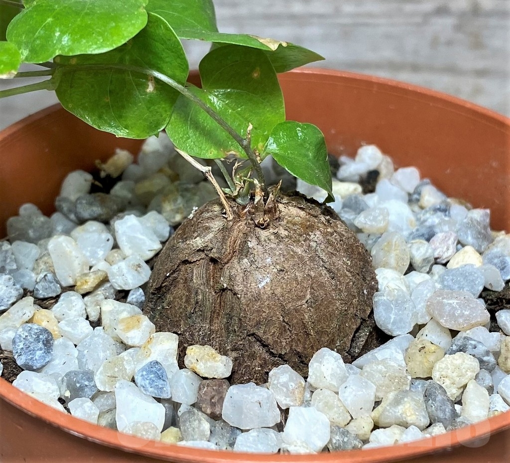 SHPR20474 Dioscorea elephantipes - Image 2