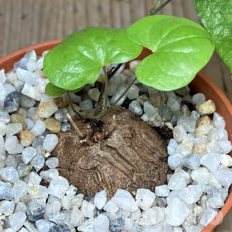 SHPR20274 Dioscorea elephantipes