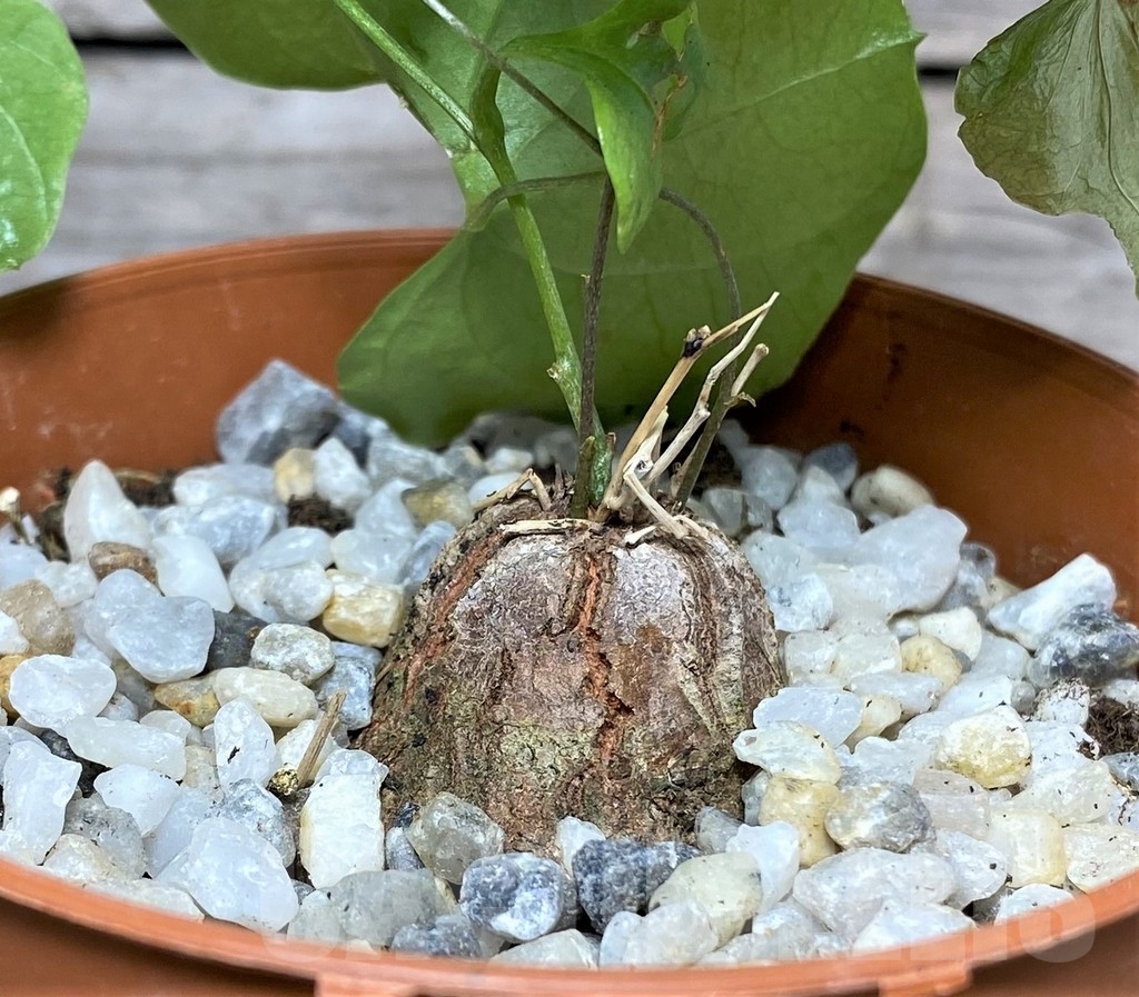 SHPR20476 Dioscorea elephantipes