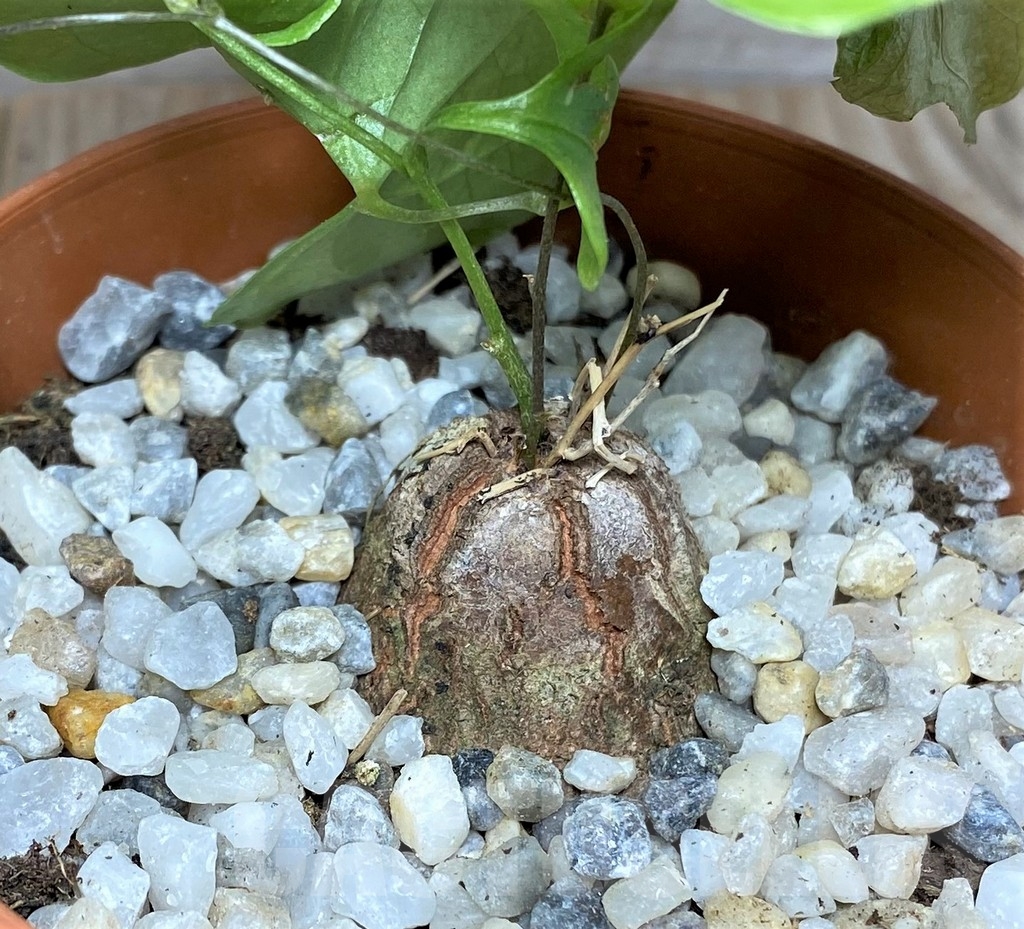 SHPR20476 Dioscorea elephantipes - Image 2