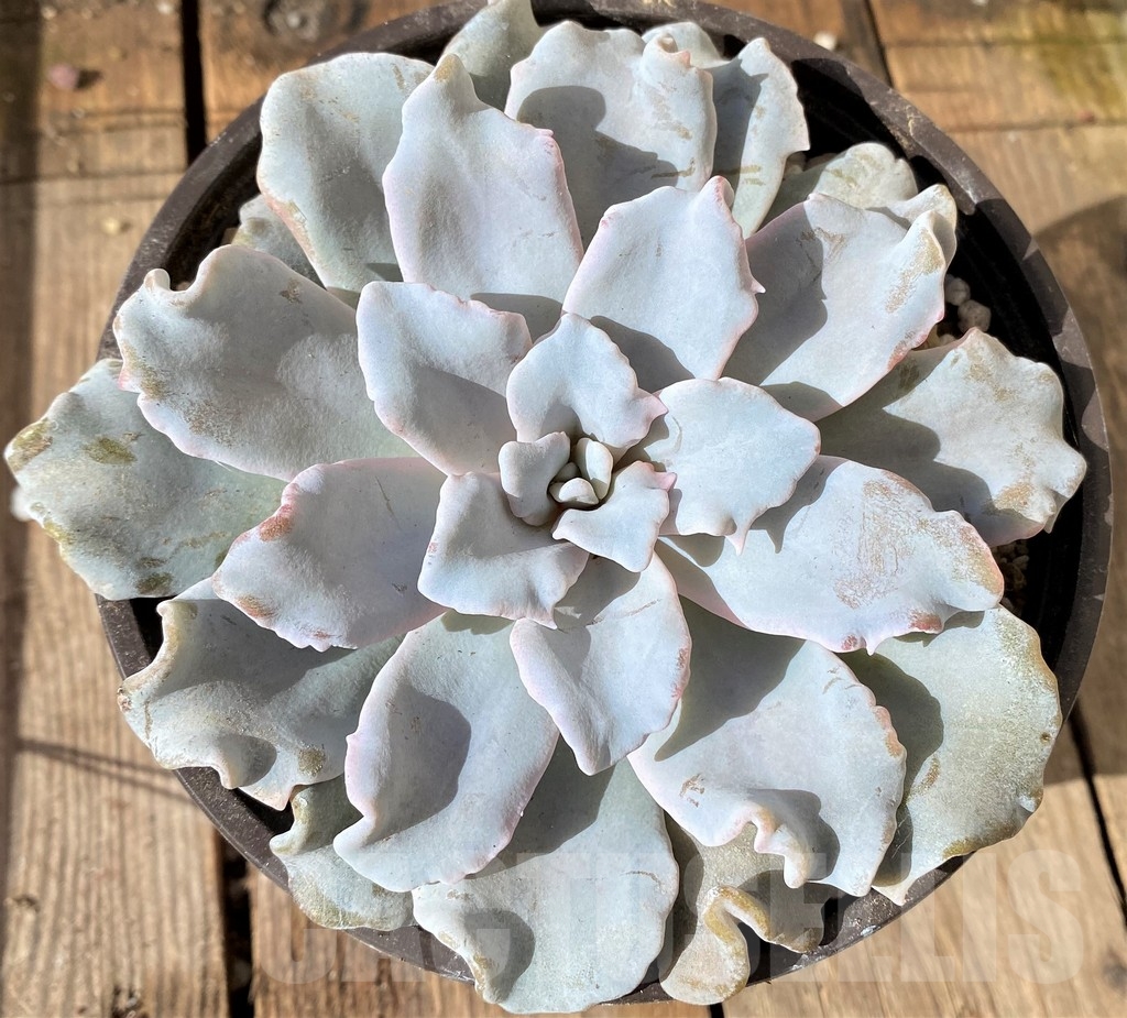 SHPR20477 Echeveria 'Crispate Beauty'
