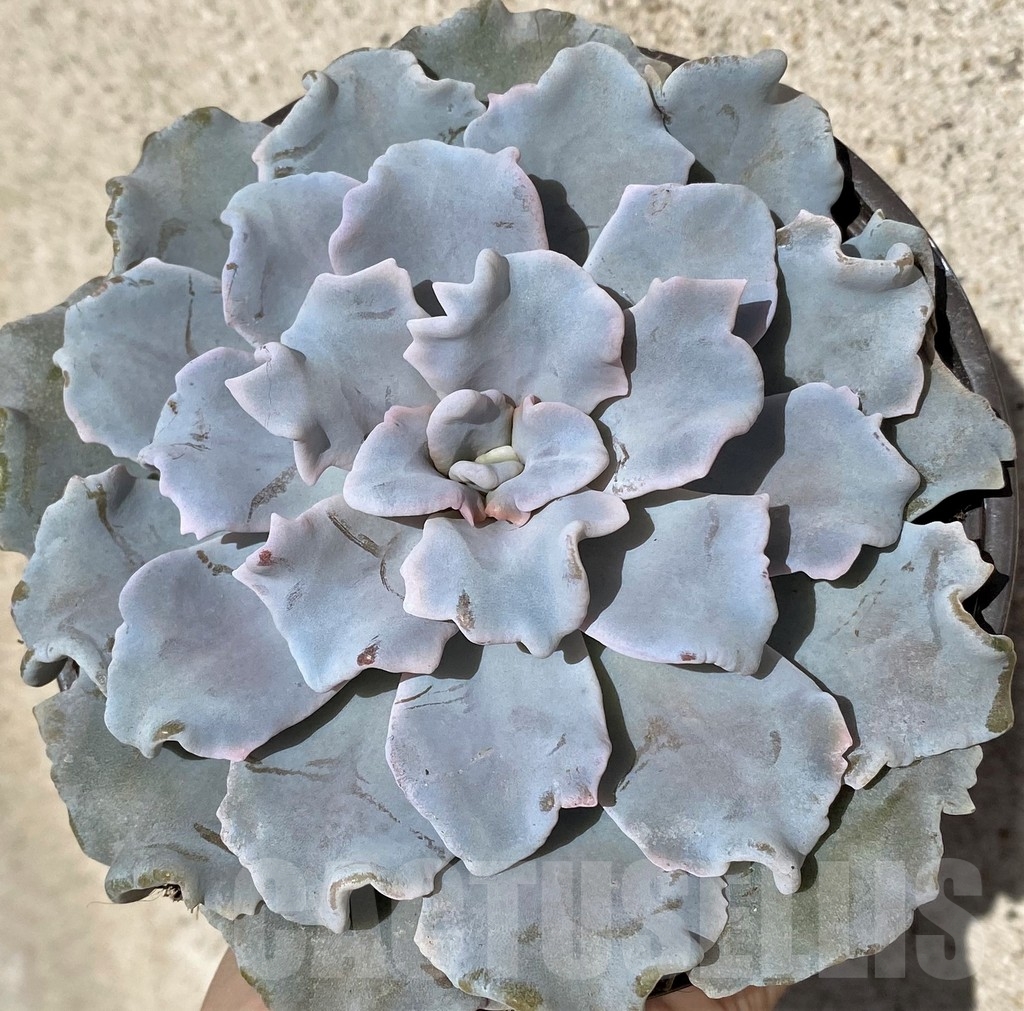 SHPR20478 Echeveria 'Crispate Beauty'