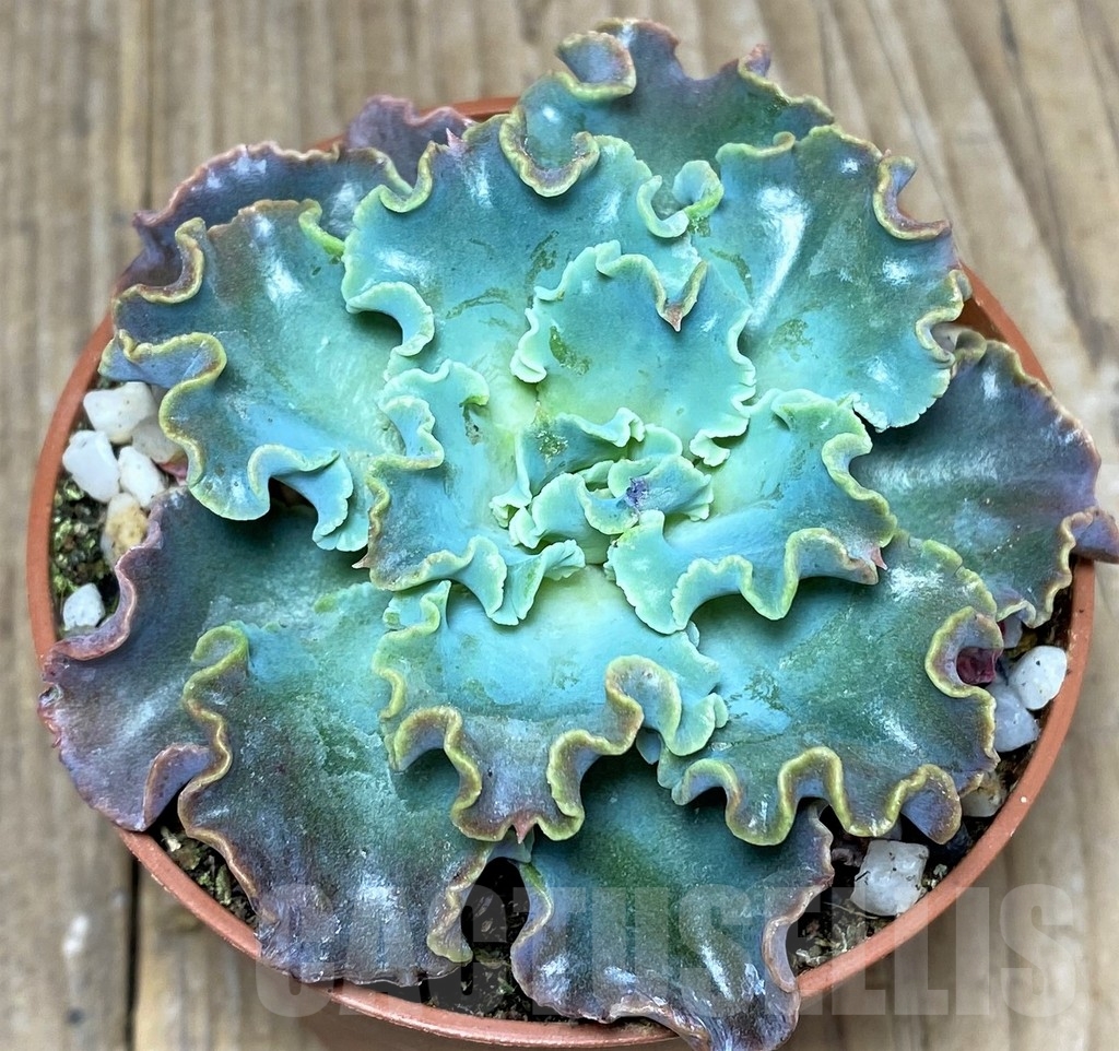 SHPR20479 Echeveria shaviana