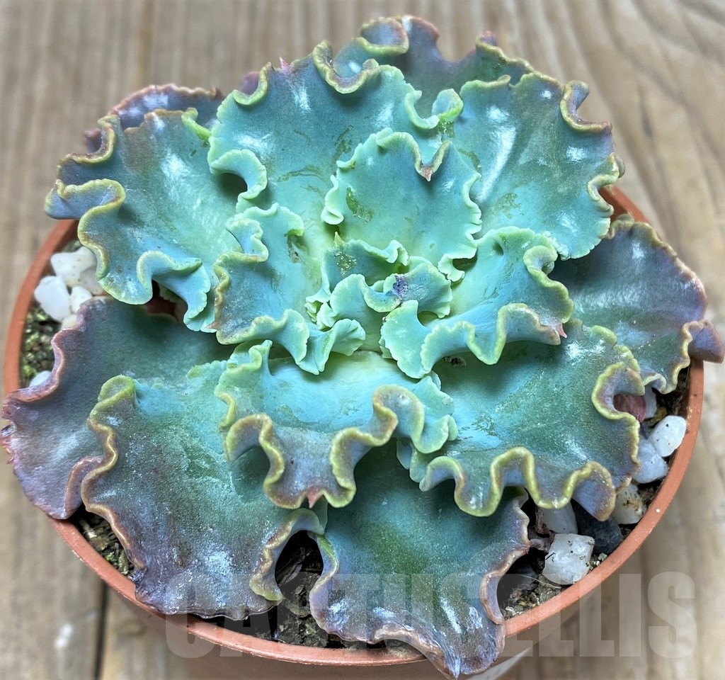 SHPR20479 Echeveria shaviana - Image 2