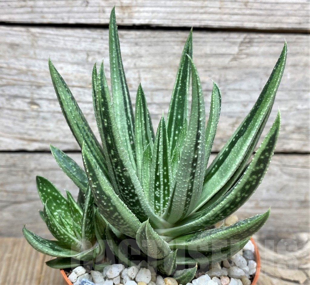 SHPR20481 Gasteraloe f. variegata - immagine 3