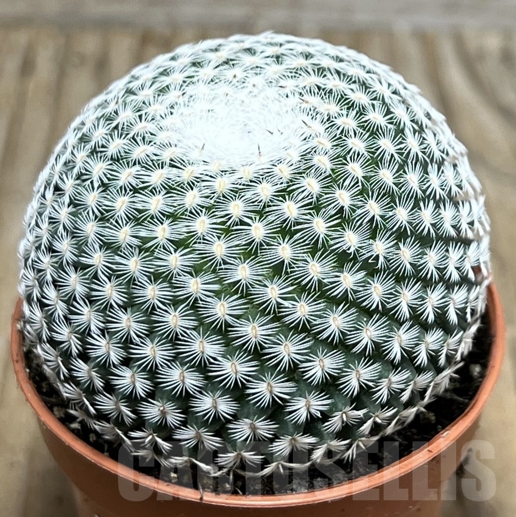 SHPR20447 Mammillaria microthele v. superfina