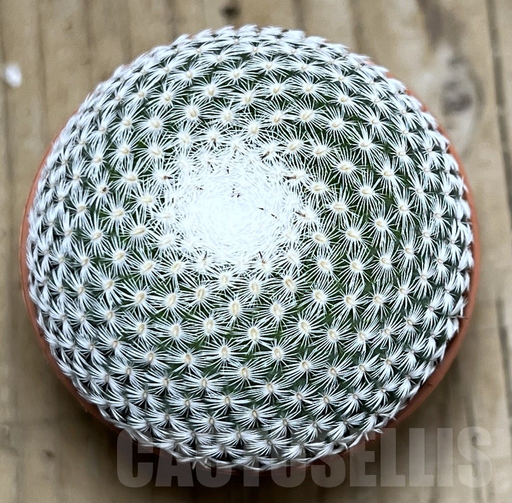 SHPR20447 Mammillaria microthele v. superfina - Image 2