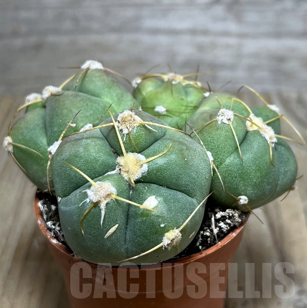 SHPR20448 Gymnocalycium horstii