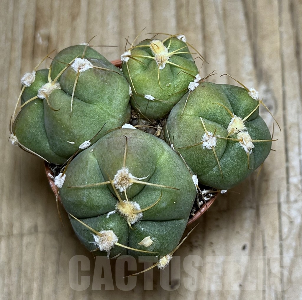 SHPR20448 Gymnocalycium horstii - Image 2