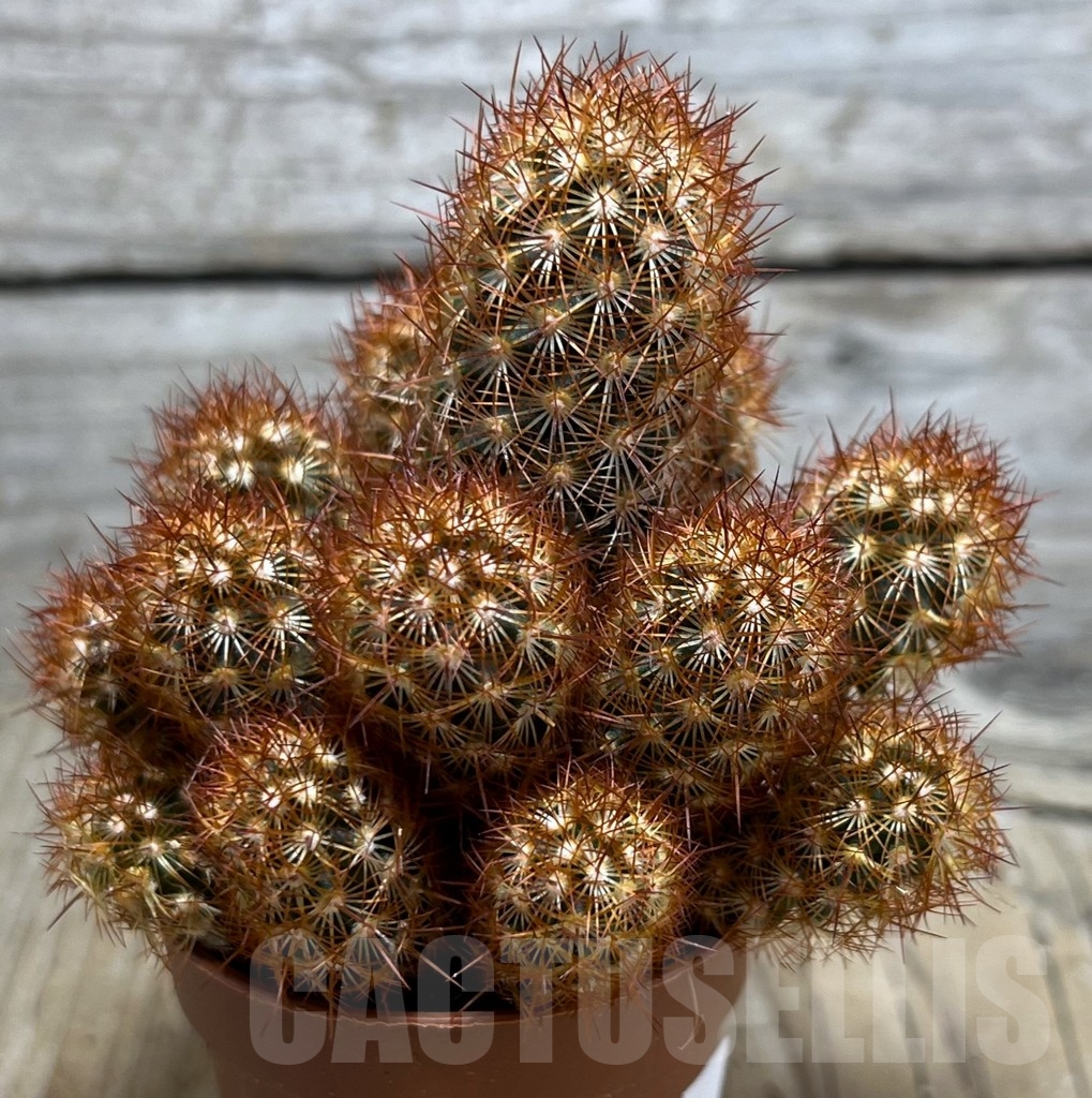 SHPR20449 Mammillaria elongata rubra