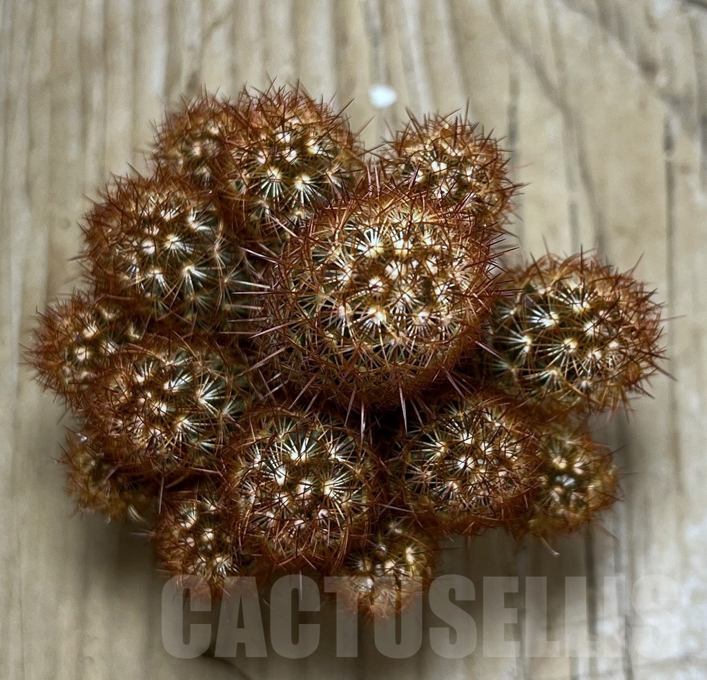 SHPR20449 Mammillaria elongata rubra - Image 2