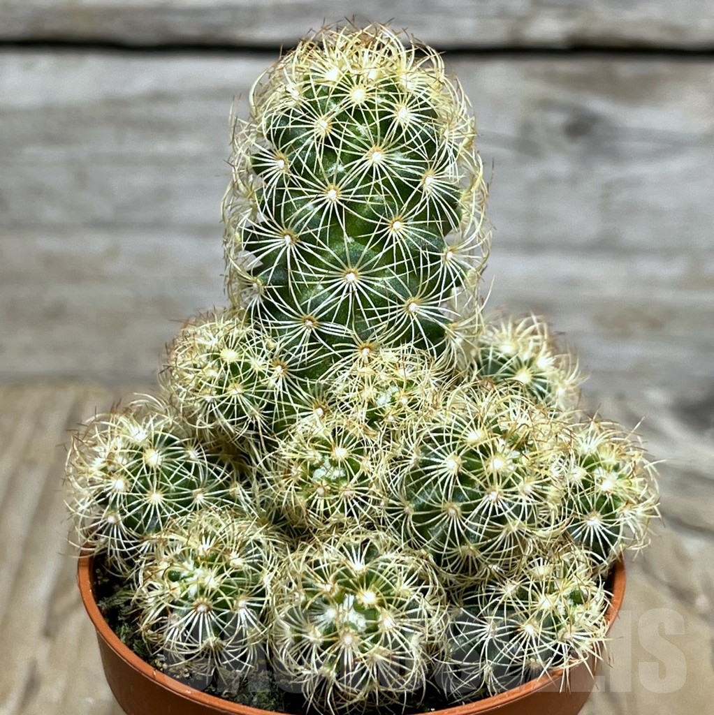 SHPR20450 Mammillaria elongata 'Yellow'