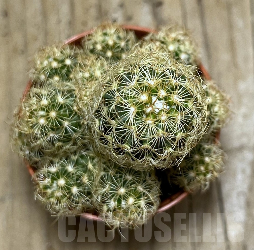 SHPR20450 Mammillaria elongata 'Yellow' - Image 2