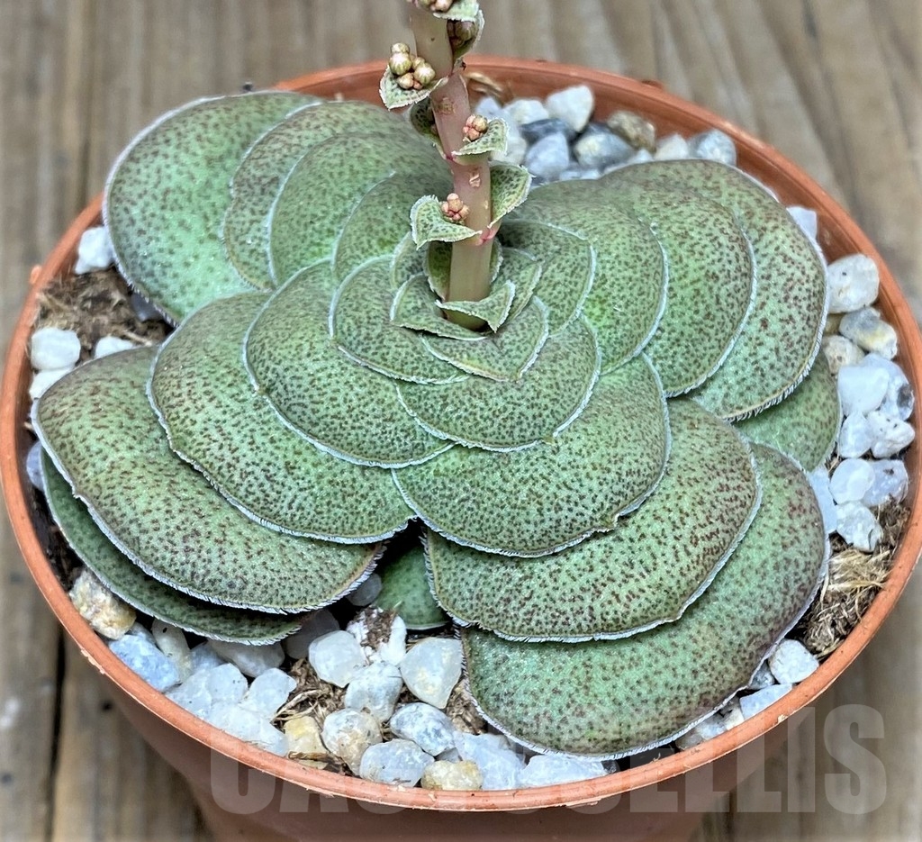 SHPR20490 Crassula hemisphaerica
