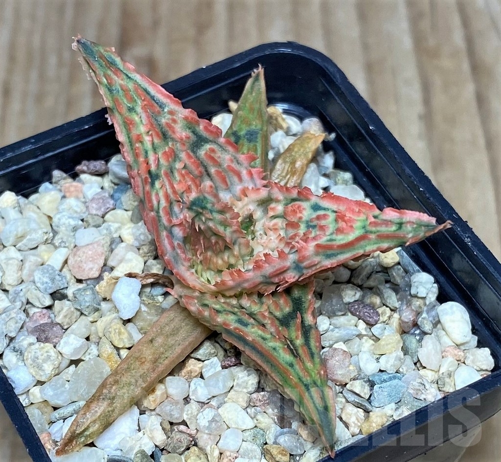 SHPR20491 Aloe TCT hybrid - Image 3