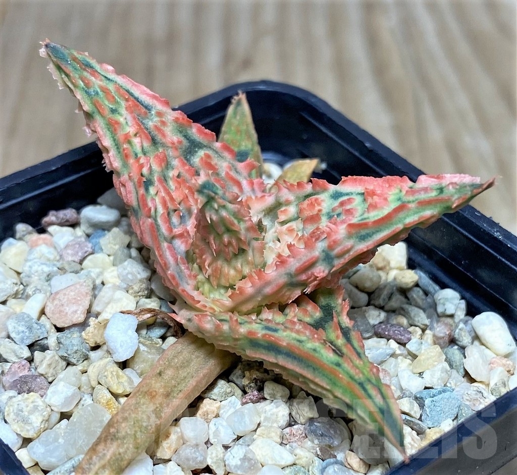 SHPR20491 Aloe TCT hybrid