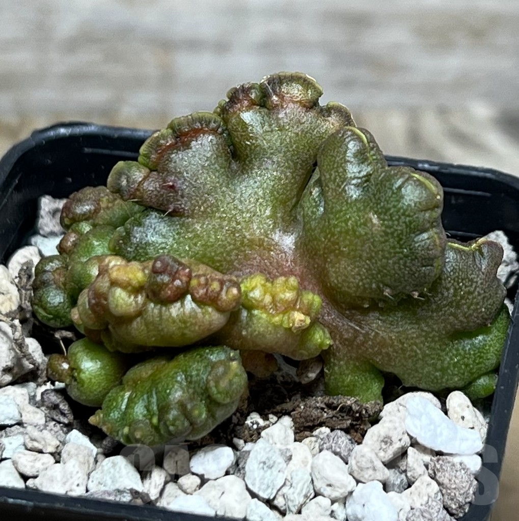 SHPR20454 Echinopsis 'Chocolate'