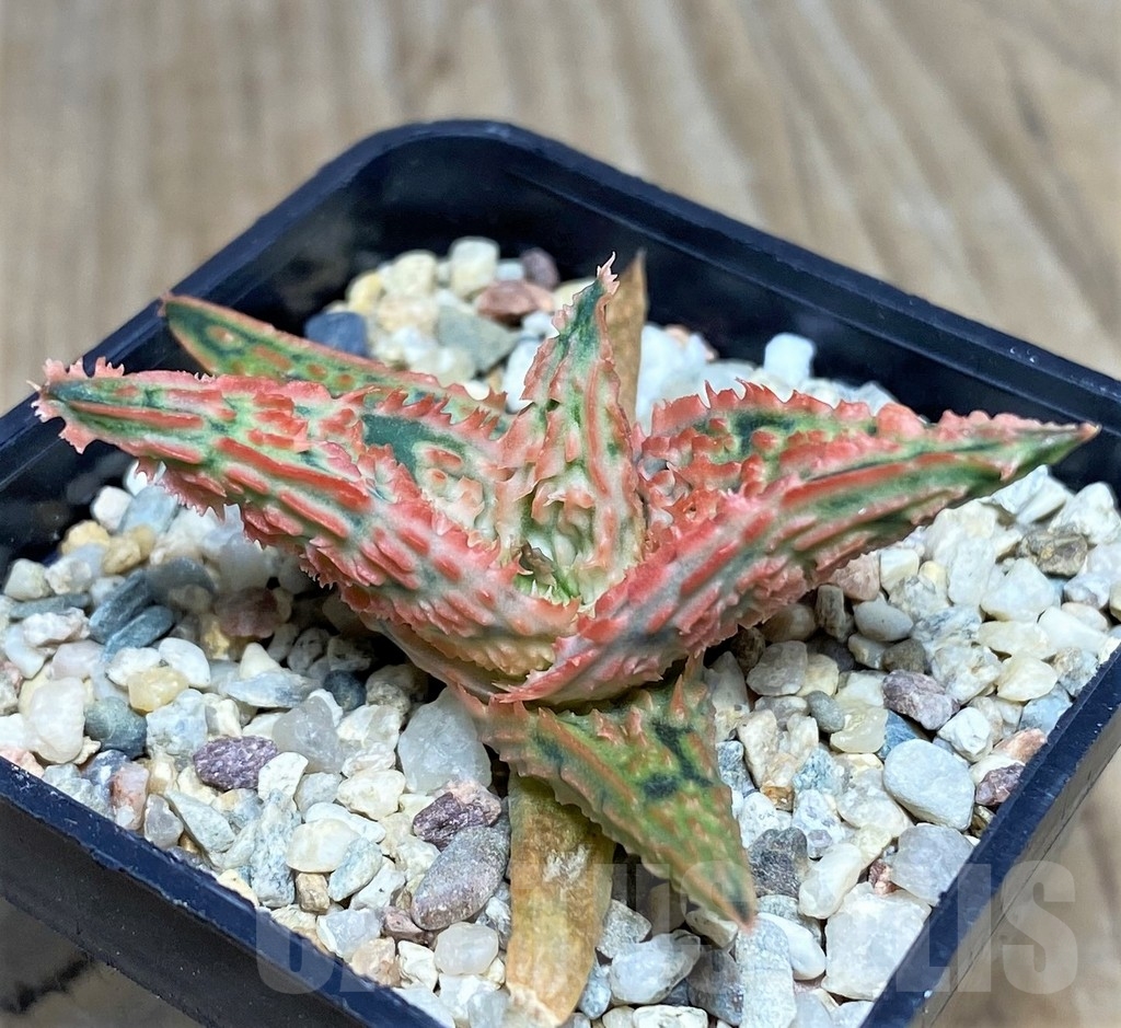 SHPR20491 Aloe TCT hybrid - Image 2