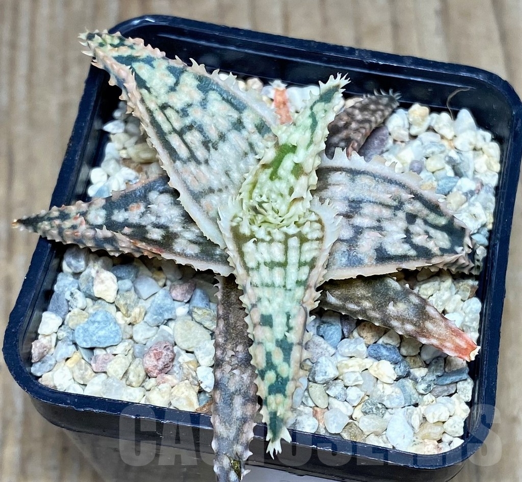 SHPR20492 Aloe TCT hybrid