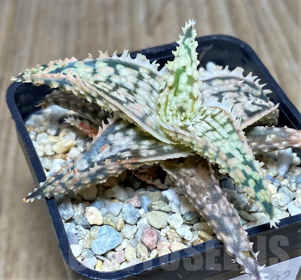SHPR20492 Aloe TCT hybrid - Image 2