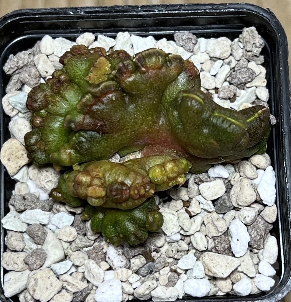 SHPR20454 Echinopsis 'Chocolate' - Image 2