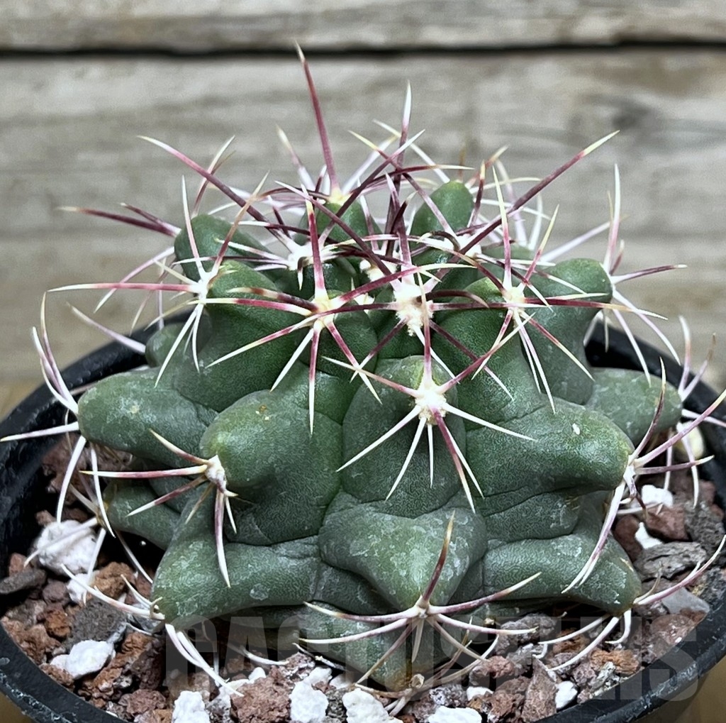 SHPR20455 Thelocactus lloydii v. major