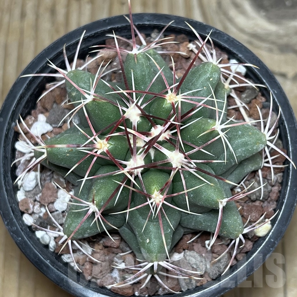 SHPR20455 Thelocactus lloydii v. major - Image 2