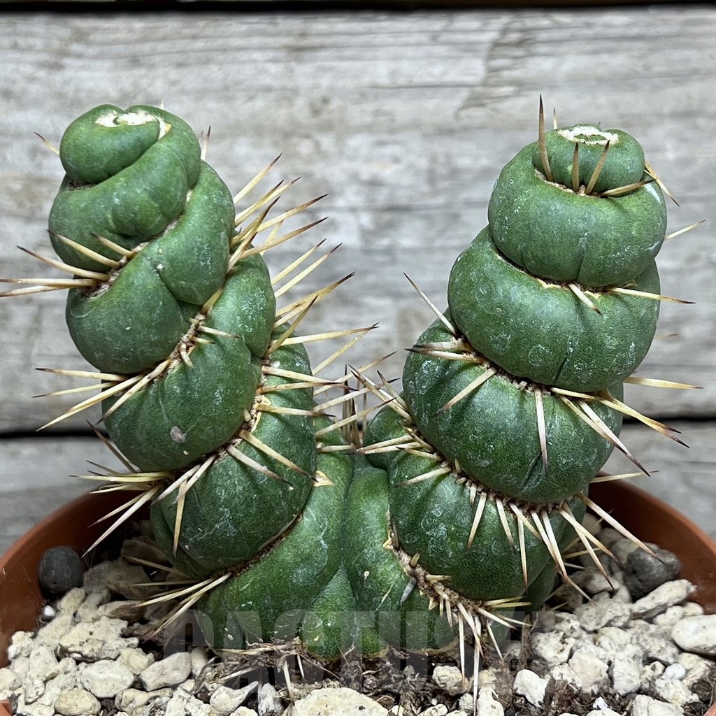 SHPR20456 Eulychnia castanea 'spiralis' - Image 2