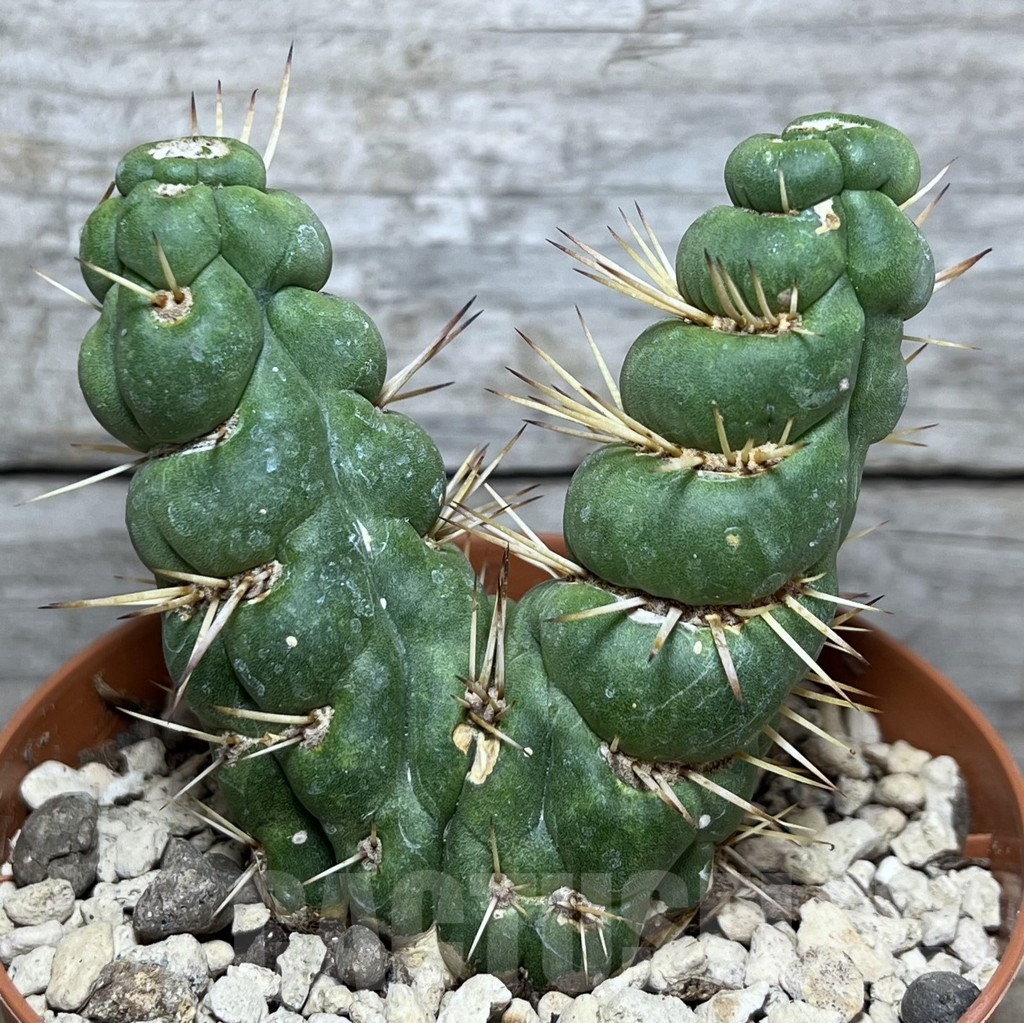 SHPR20456 Eulychnia castanea 'spiralis'