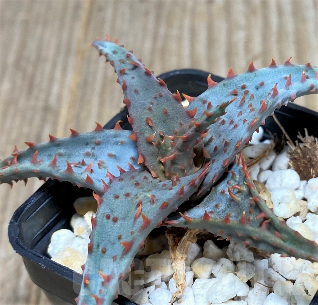 SHPR20496 Aloe castilloniae hybrid