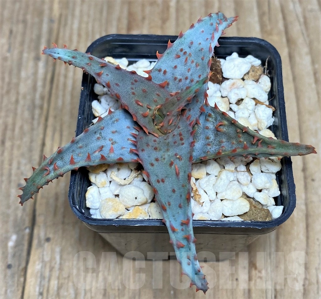 SHPR20496 Aloe castilloniae hybrid - Image 2