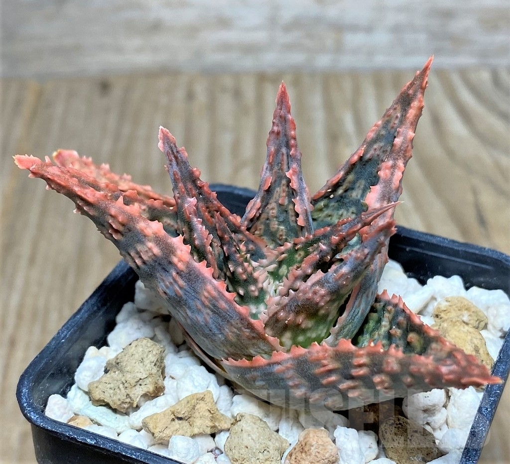 SHPR20497 Aloe hybrid - Image 2