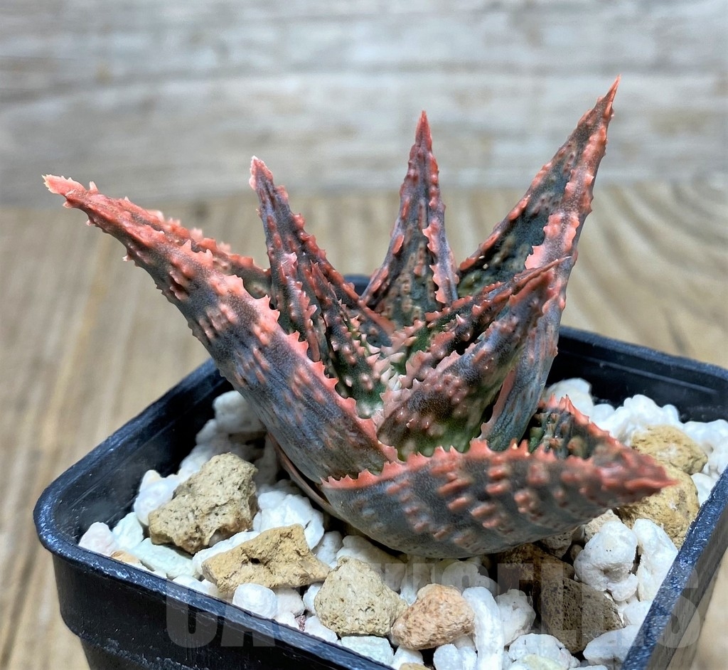SHPR20497 Aloe hybrid