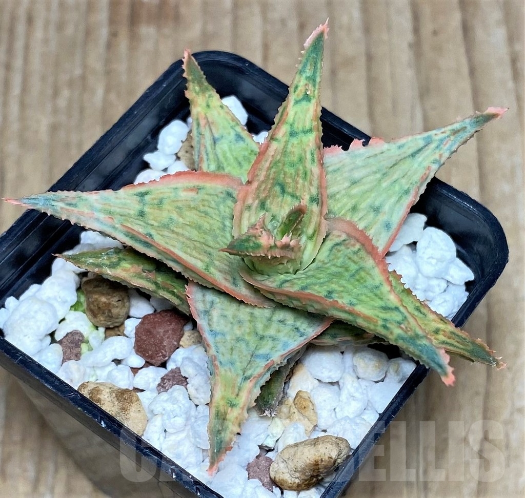 SHPR20498 Aloe hybrid - Image 2