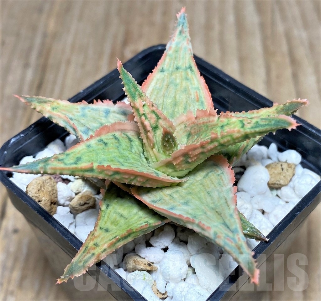 SHPR20498 Aloe hybrid