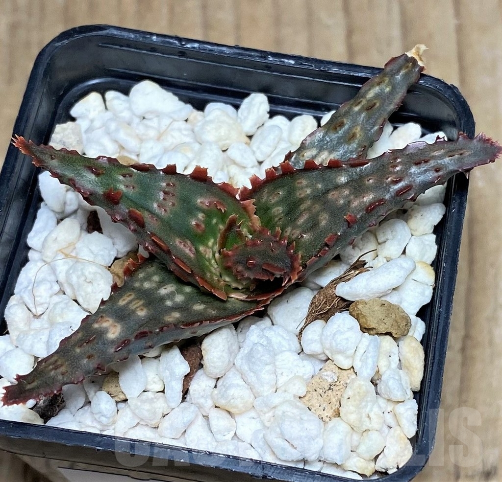 SHPR20502 Aloe TCT hybrid - Image 2