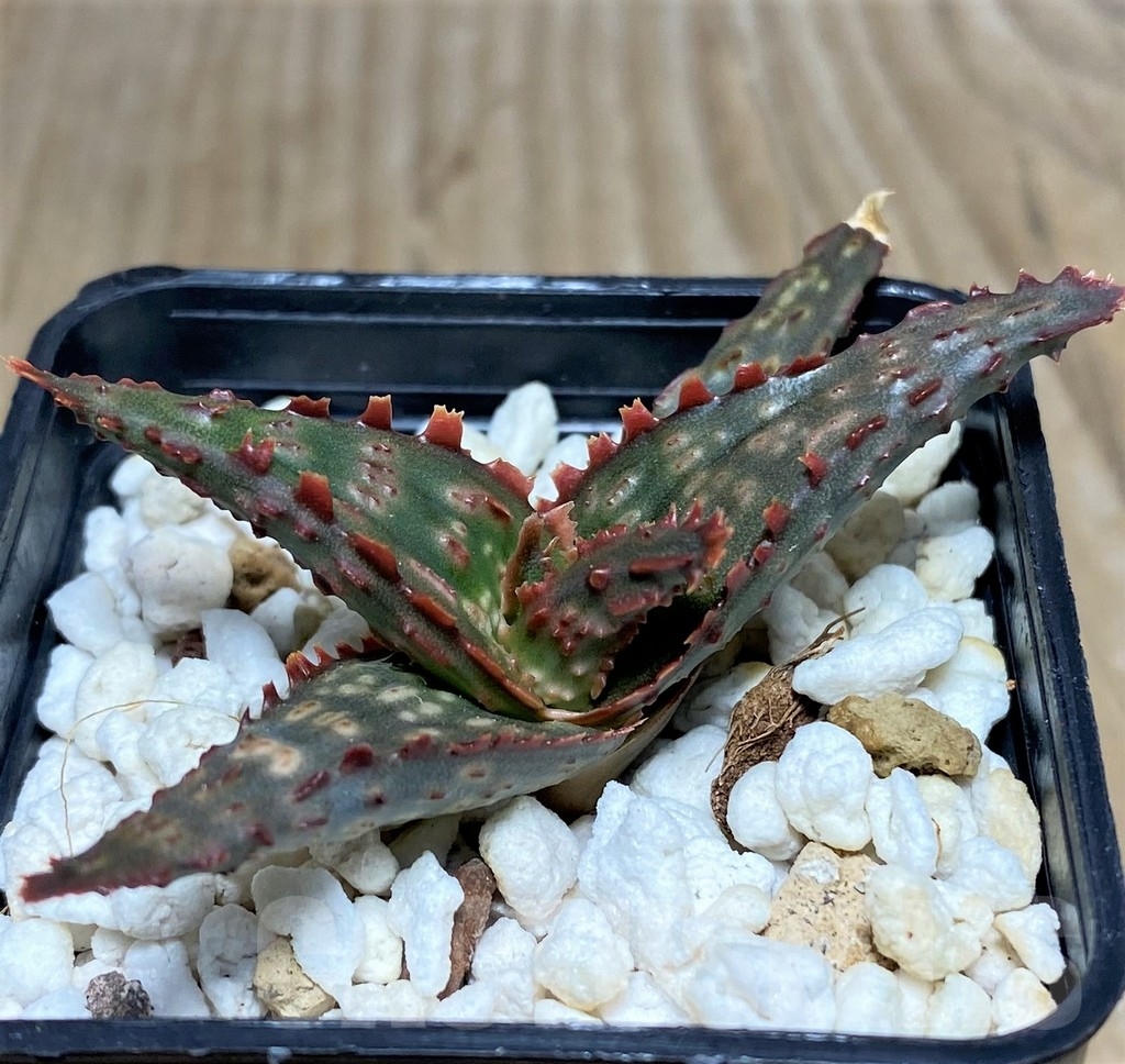 SHPR20502 Aloe TCT hybrid