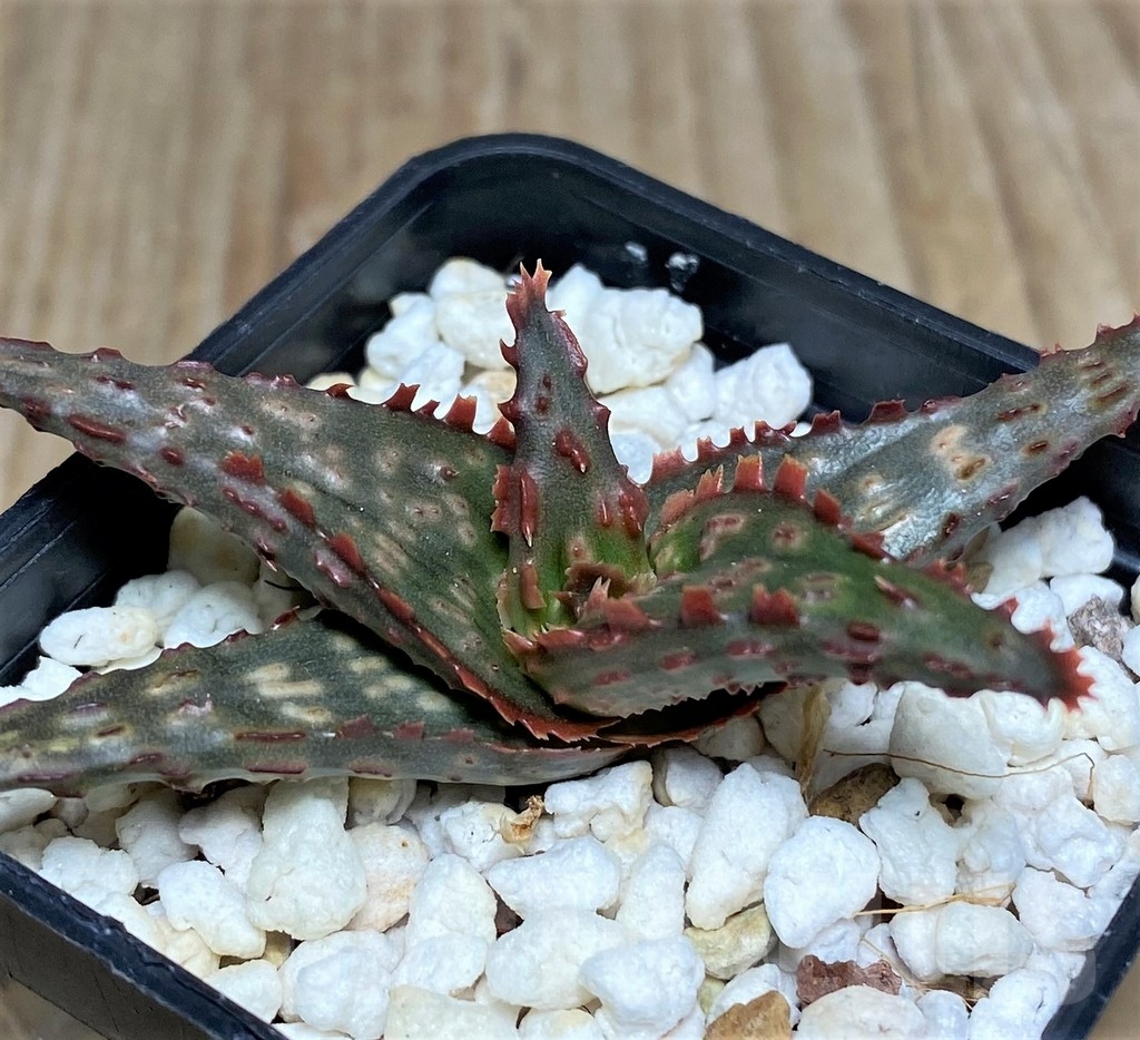 SHPR20502 Aloe TCT hybrid - Image 3