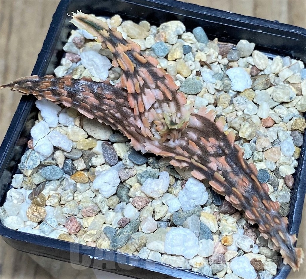 SHPR20503 Aloe TCT hybrid - Image 2