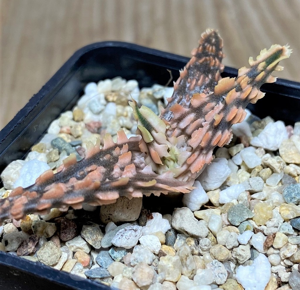 SHPR20503 Aloe TCT hybrid