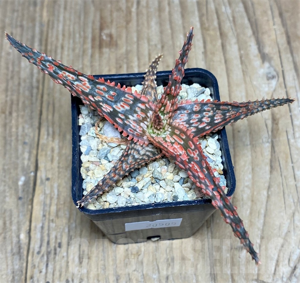 SHPR20505 Aloe TCT hybrid - Image 3