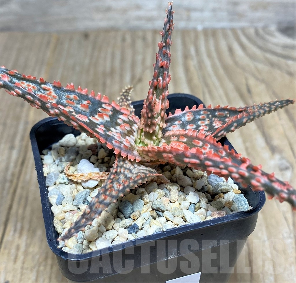 SHPR20505 Aloe TCT hybrid - Image 2