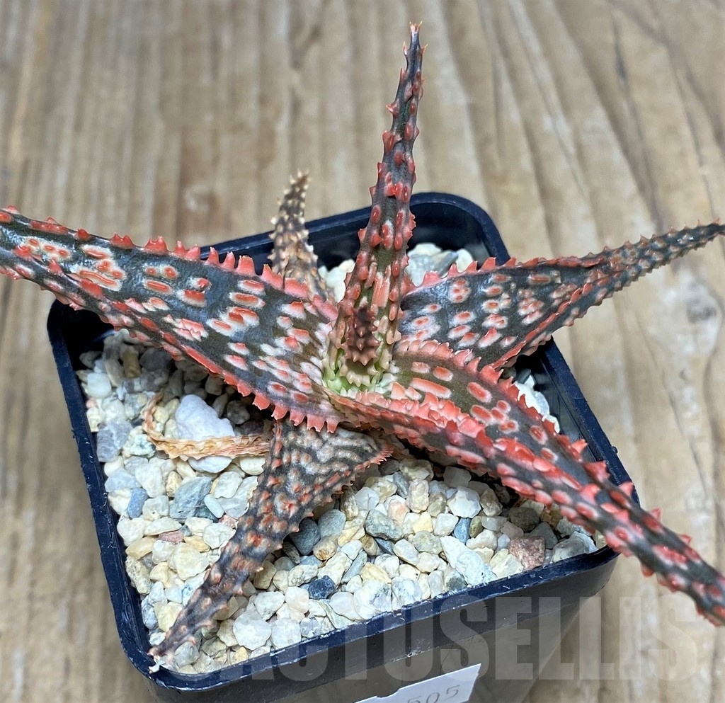 SHPR20505 Aloe TCT hybrid