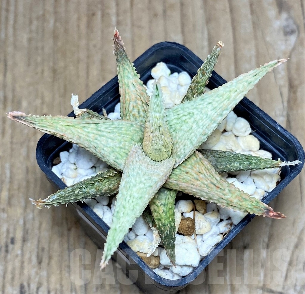 SHPR20506 Aloe hybrid - Image 2