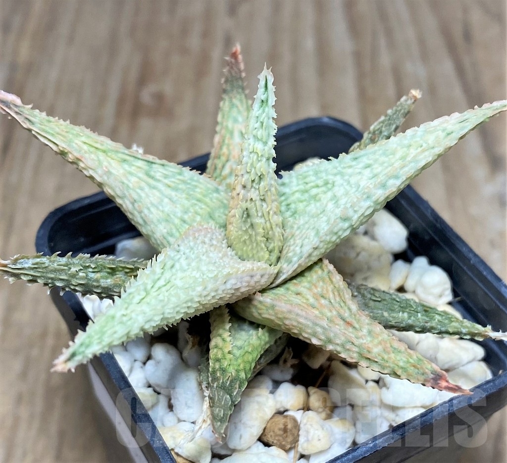 SHPR20506 Aloe hybrid