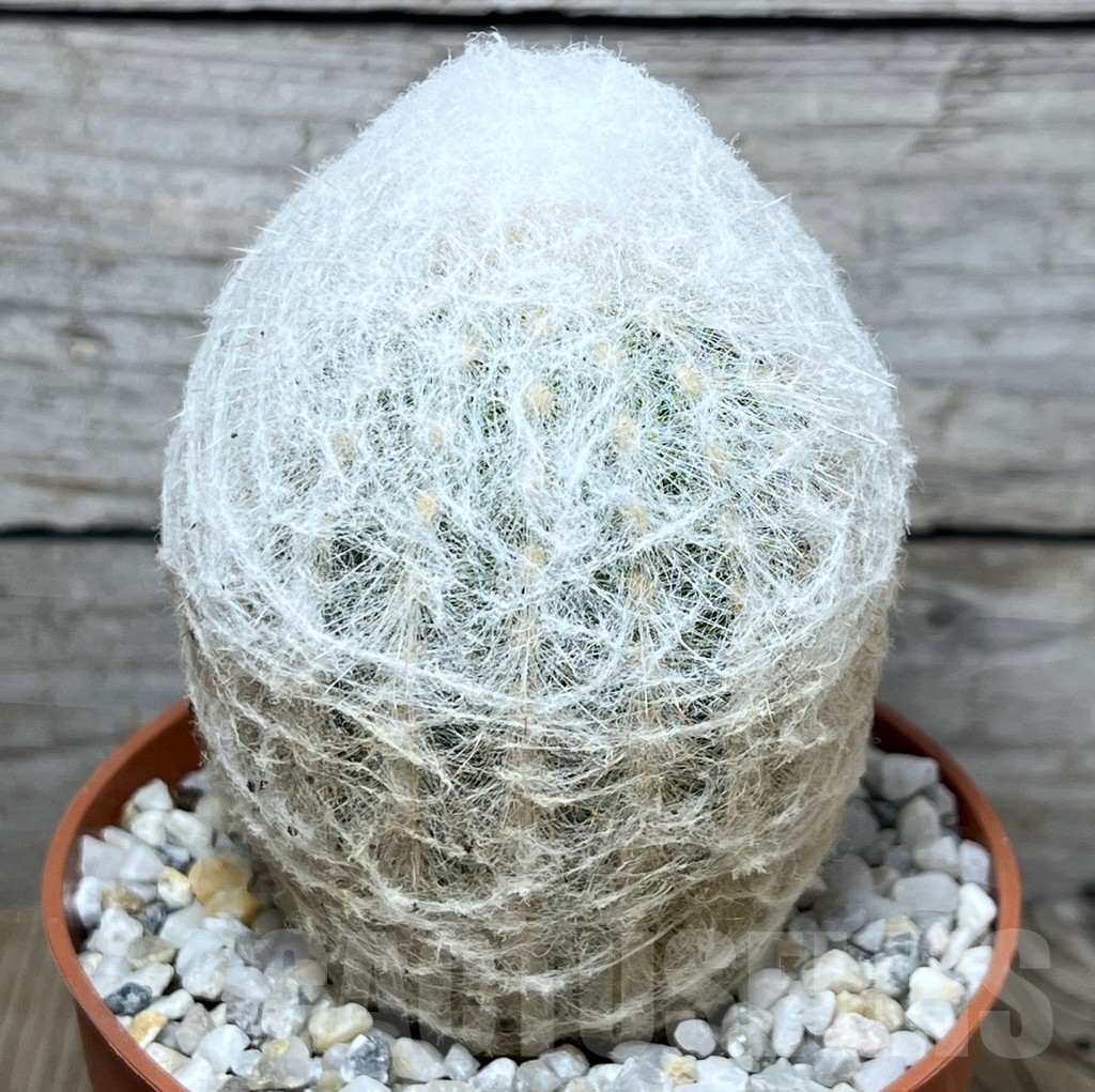 SHPR20569 Espostoa lanata