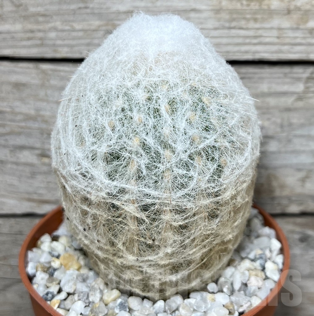 SHPR20569 Espostoa lanata - immagine 2