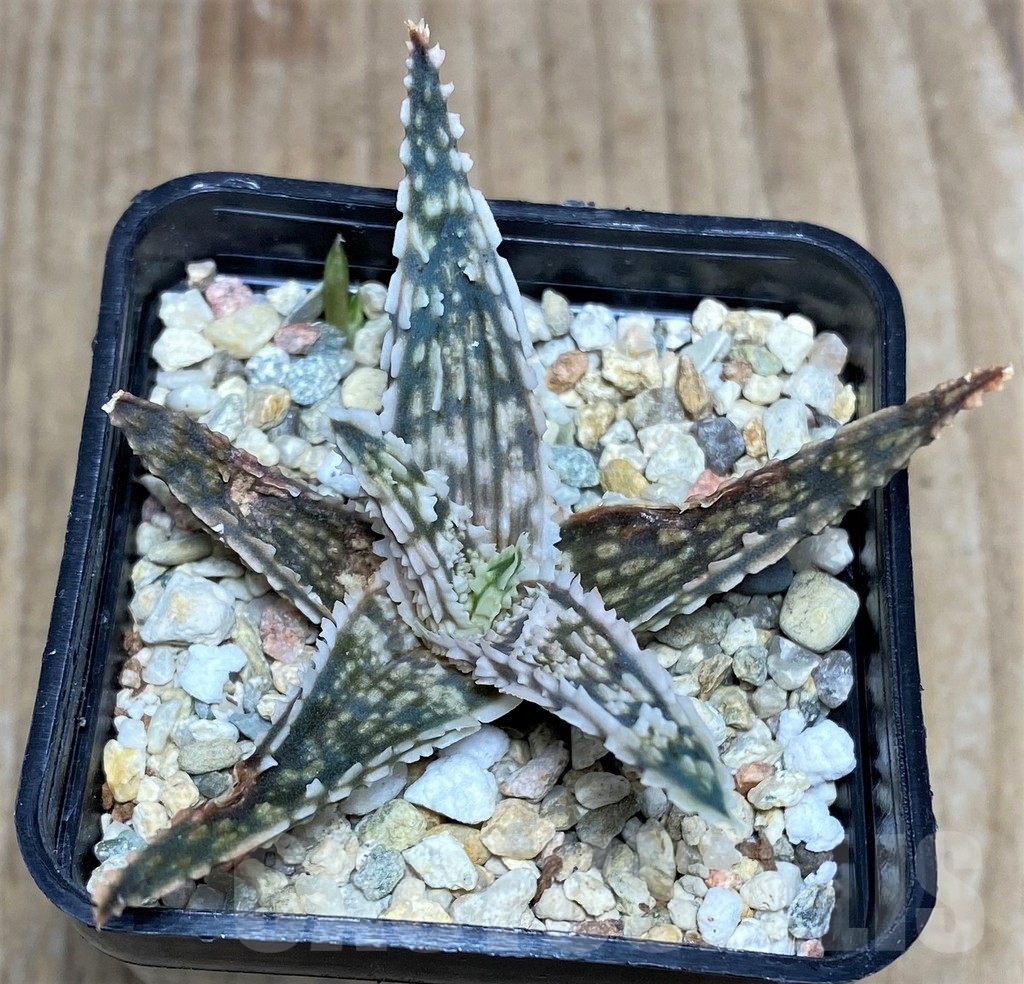 SHPR20507 Aloe TCT hybrid - Image 2