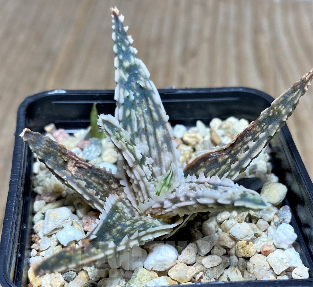 SHPR20507 Aloe TCT hybrid