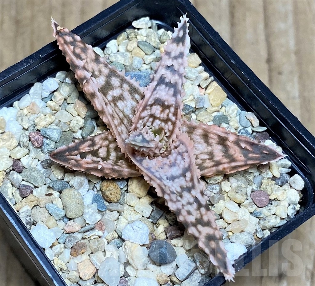 SHPR20509 Aloe hybrid - Image 2